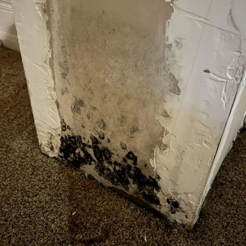 Professional Mold Removal in Geronimo, TX